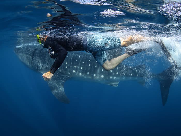 Swimming with Whale Sharks in Isla Mujeres, Mexico with PangeaSeed Foundation